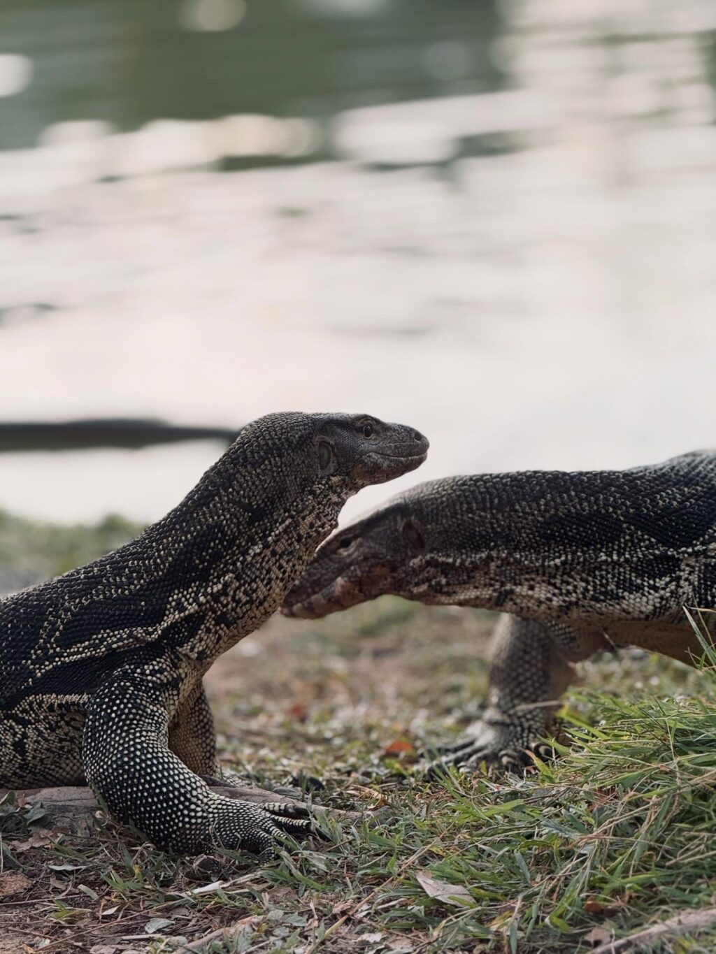 Instagram post from shiran_uriel. This post is in position 5.